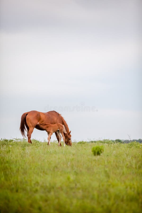 Vertical image of a quarter horse mare nursing her foal in a pasture. Vertical image of a quarter horse mare nursing her foal in a pasture