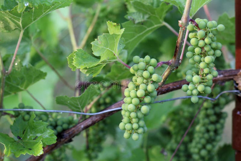 Vi?edo despu?s de la lluvia Manojos de primer de las uvas con descensos del agua fotos de archivo libres de regalías Vi?edo despu?s de la lluvia Manojos de primer de las uvas con descensos del agua fotos de archivo libres de regalías