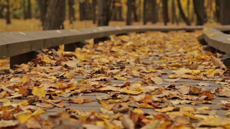 Via di legno nel parco di autunno Chiuda su, colpo del carrello
