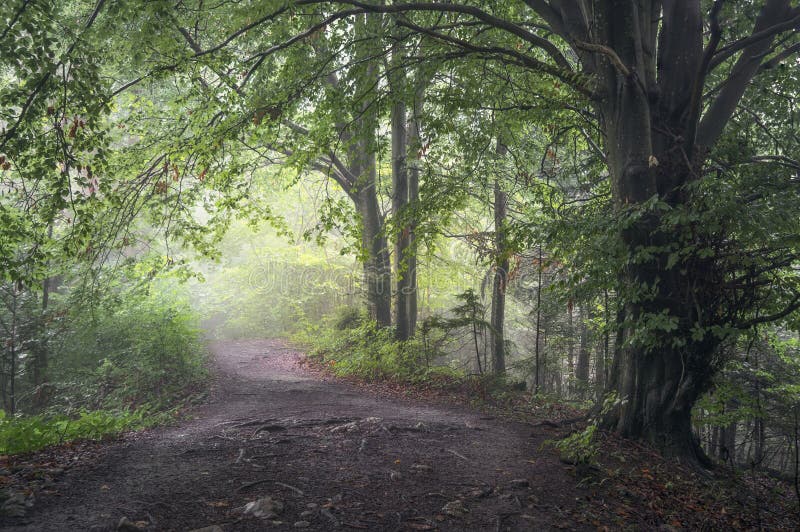 Via nebulosa attraverso la foresta di lush carpathian in polonia immagini stock