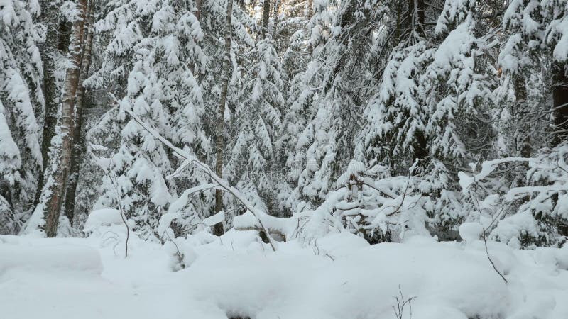 Via nella foresta di inverno