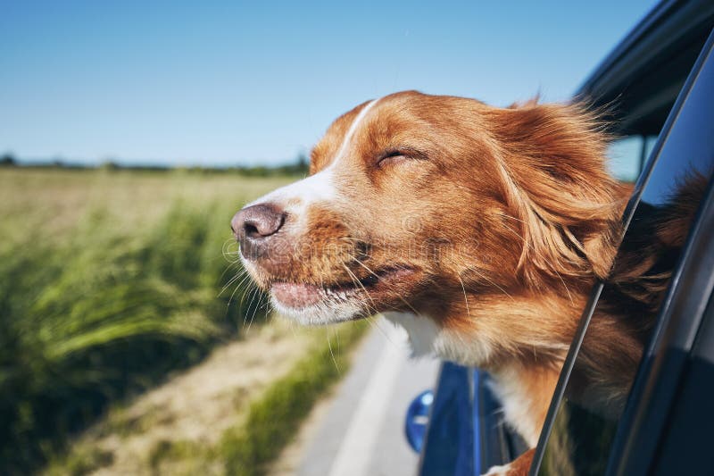 Viaje del perro en coche