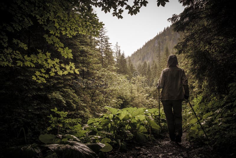 Viandante con l'escursione dei pali in una foresta della montagna fotografia stock Viandante con l'escursione dei pali in una foresta della montagna fotografia stock