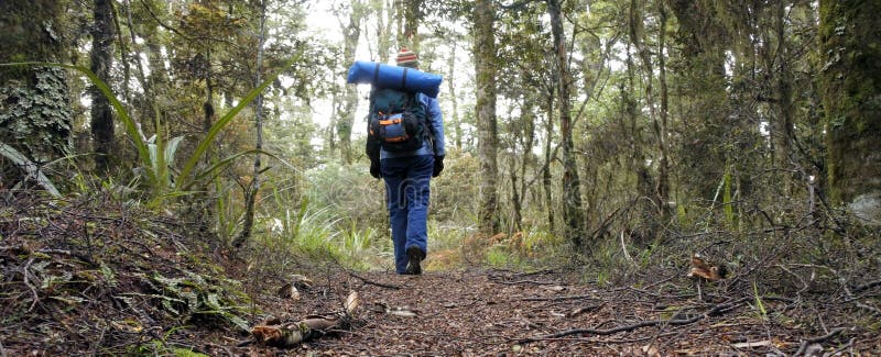 Viandante della donna che fa un'escursione nella foresta pluviale immagini stock libere da diritti Viandante della donna che fa un'escursione nella foresta pluviale immagini stock libere da diritti