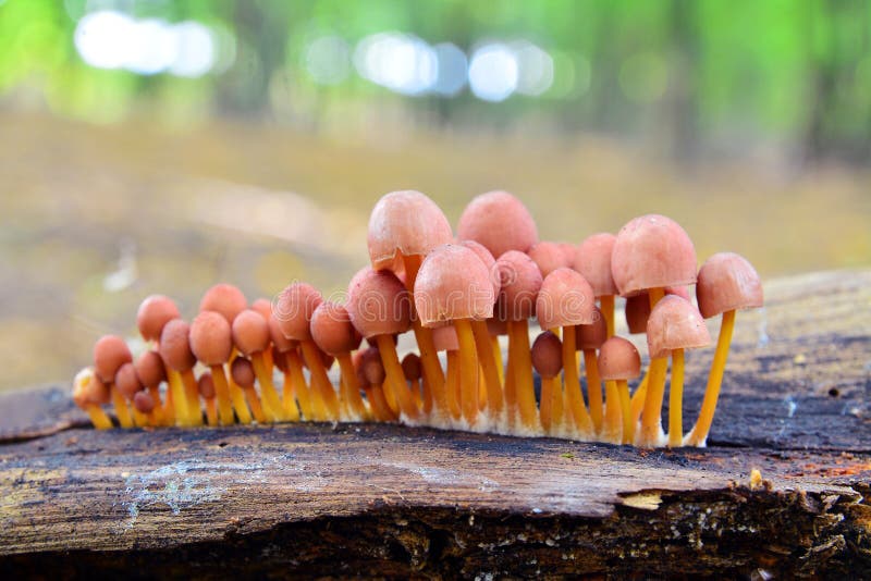 a mycena renati mushroom cluster. a mycena renati mushroom cluster