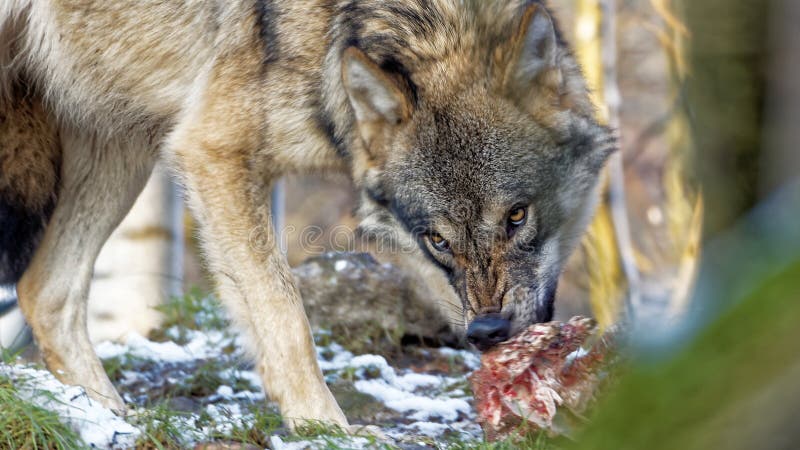 Viande violente semblante fâchée de loup gris outre d'une épine images stock Viande violente semblante fâchée de loup gris outre d'une épine images stock