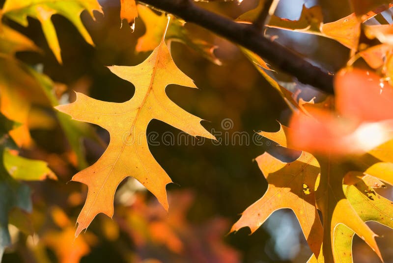 Vibrant autumn leaves royalty free stock photo