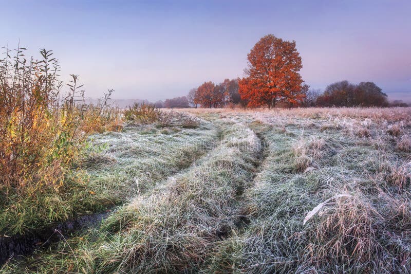 Vibrant autumn nature landscape. Grassy meadow with hoarfrost and colorful trees with red foliage on horizon in autumn morning.