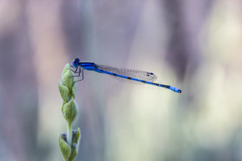 Vibrant Blue Damselfly on Lavender