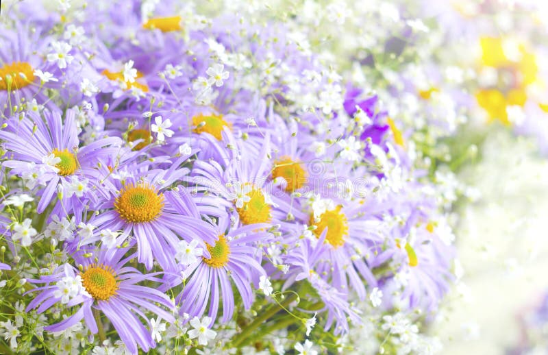 Purple spring flowers stock photo. Image of close, bright 45686332