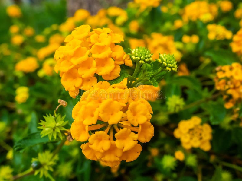 Vibrant and Bright Yellow Wild Sage Flowers Stock Photo Image of