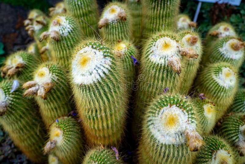 Vibrant Cactus Bloom stock image. Image of green, greenery 350490617