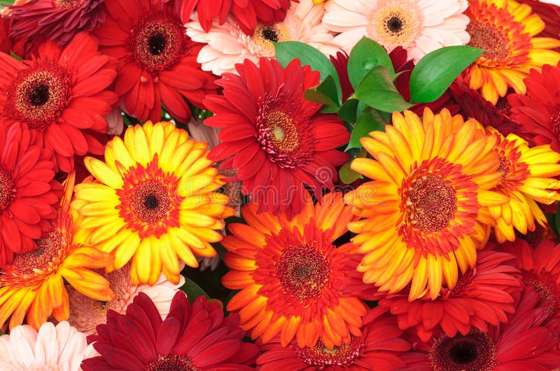 Vibrant Colorful Daisy Gerbera Flowers stock photos