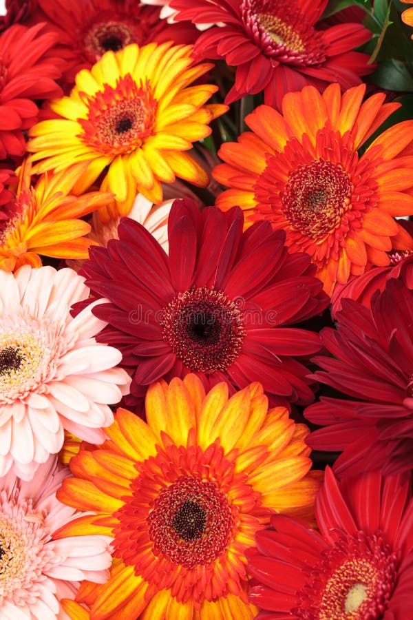 Vibrant Colorful Daisy Gerbera Flowers royalty free stock image