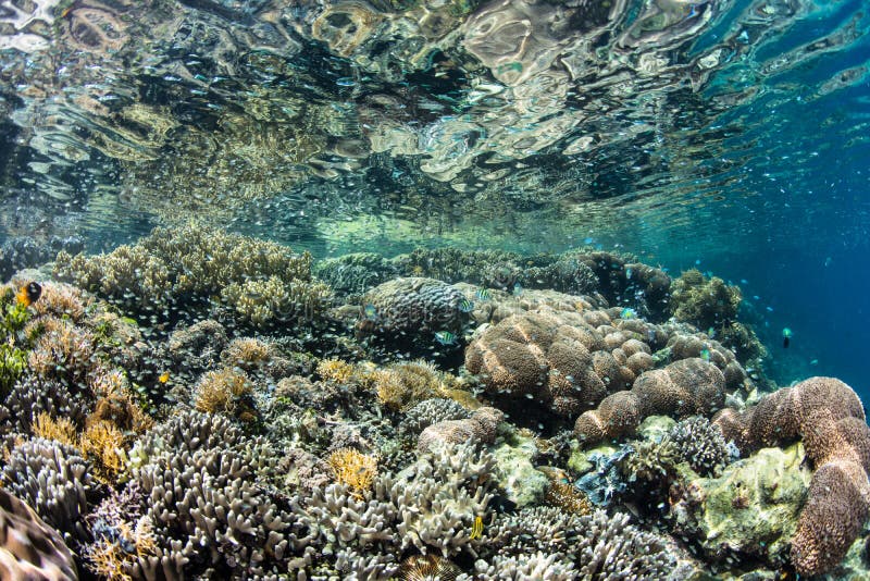 Vibrant Coral Reef in Tropical Pacific Ocean Stock Photo - Image of ...