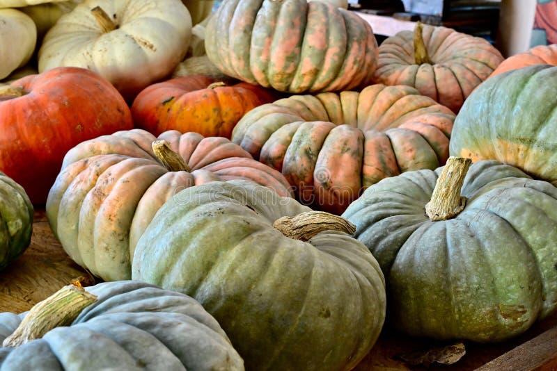 Vibrant display of assorted pumpkins stock photography
