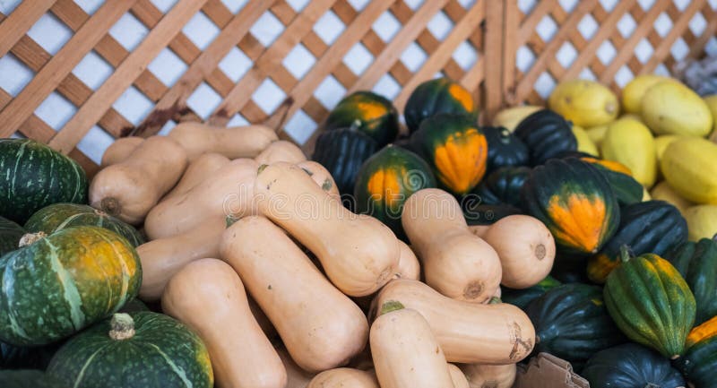 A vibrant display of pumpkins in various shapes and sizes stock photos