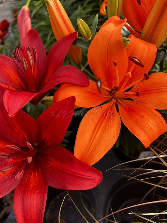 A vibrant display of red and orange lilies in full bloom stock image