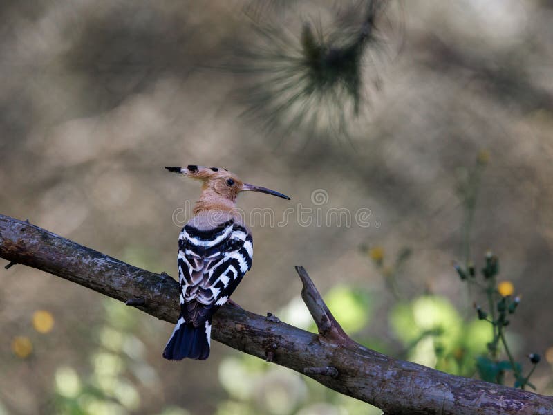 Vibrant Eurasian hoopoe bird perched on a branch in a natural setting with a blurred background. royalty free stock images