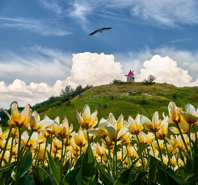 Vibrant field of yellow wildflowers with a bird in flight. Stork flying towards windmill on green hill against blue sky with fluffy clouds. Vibrant field of yellow wildflowers with a bird in flight. Stork flying towards windmill on green hill against blue sky with fluffy clouds