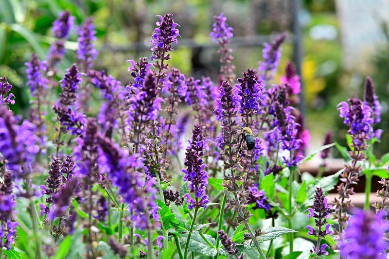 Vibrant garden with purple salvia, sage, and a bumblebee. stock photography