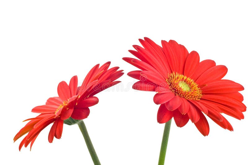 Gerbera Daisy Buds And Open Flowers Stock Photo Image of isolated