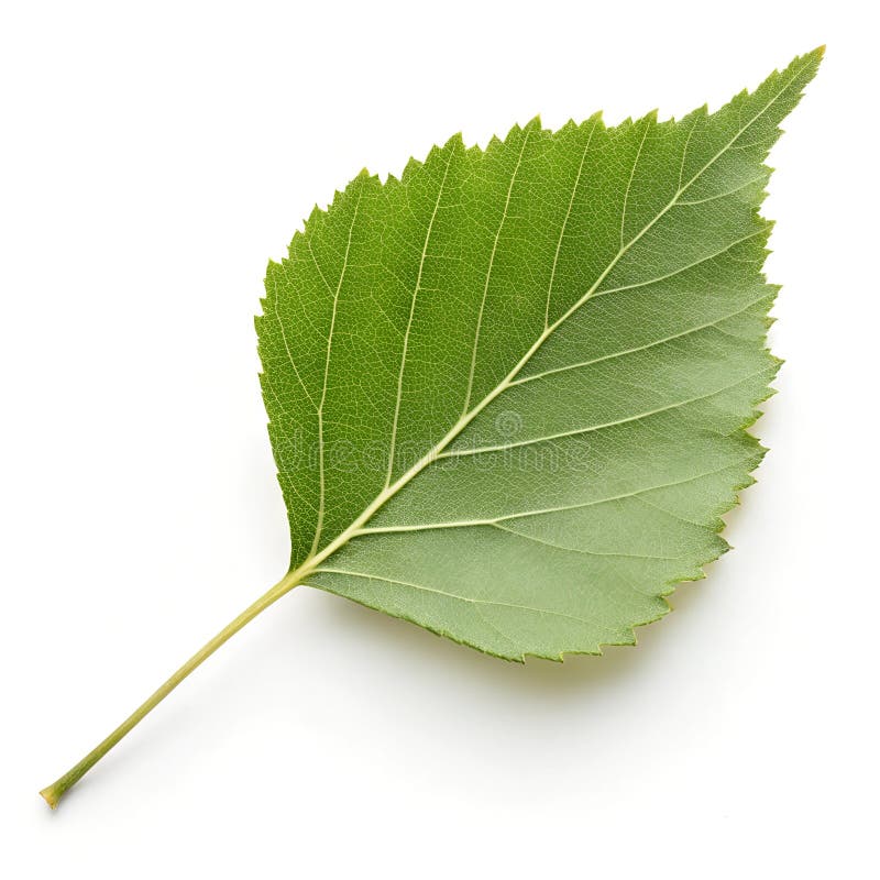 Birch leaf isolated on a pure white background showing its detailed texture and color. A vibrant green birch leaf rests against a pure white background. Its intricate vein patterns and smooth edges highlight the natural beauty of this common tree leaf found in many regions. AI generated