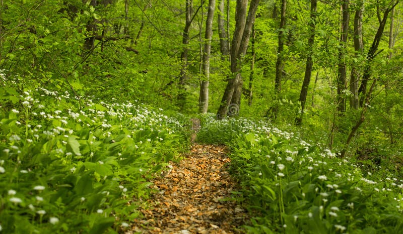 Vibrant green foliage in the forest in spring