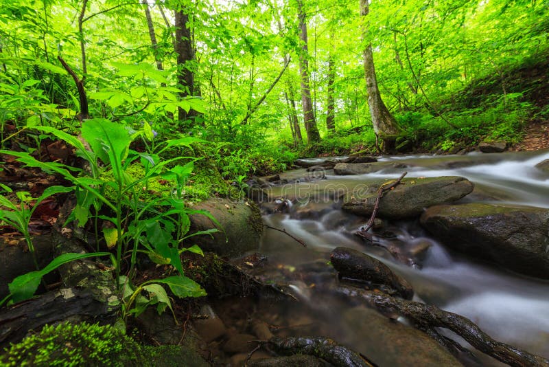 Vibrant green foliage and stream in the forest