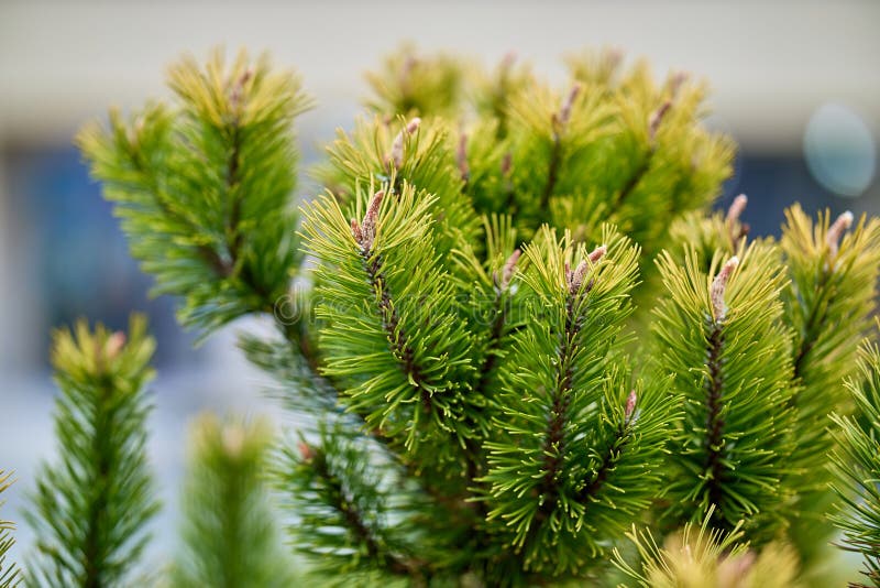 Vibrant green pine branches with fresh buds in natural sunlight royalty free stock photo