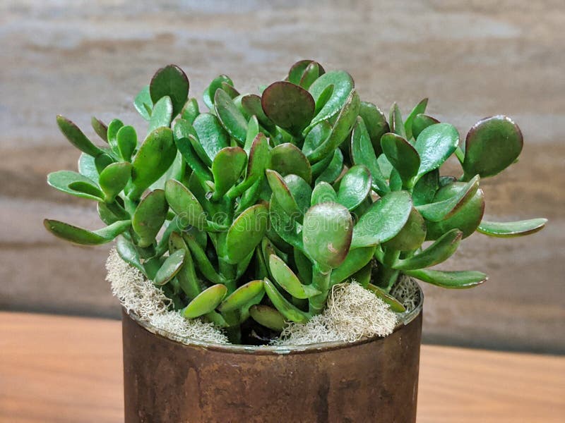 Vibrant Green, Potted Succulent Plant Indoors Stock Photo - Image of ...