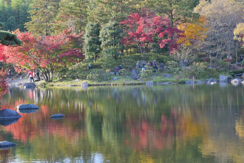 Vibrant Japanese autumn maple leaves Landscape around pond waters