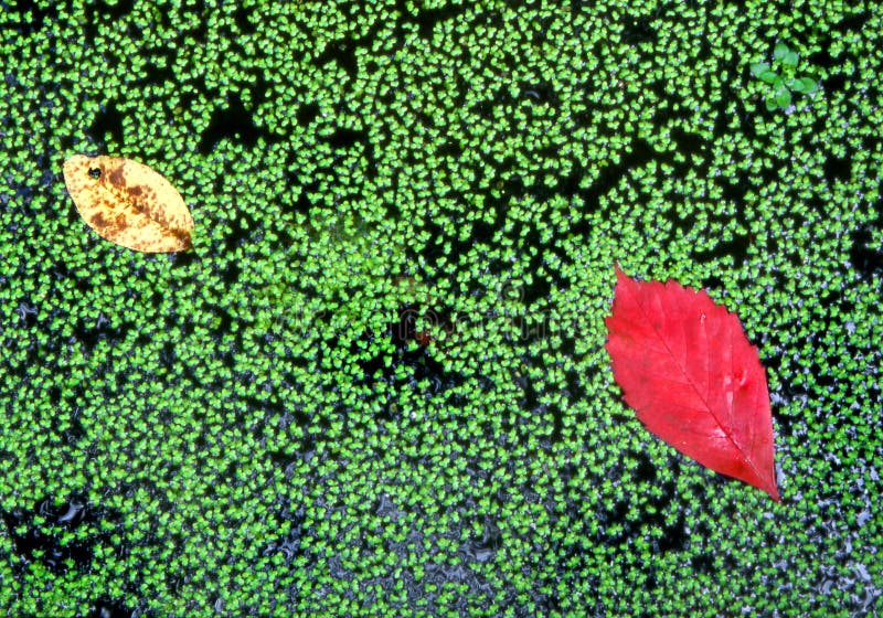 Vibrant leaves floating on water