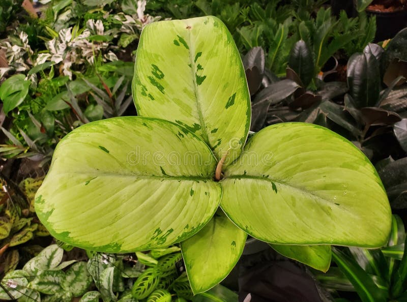 Vibrant lime-gröna blad med mörkgrön variegering av Homalomena Selby royaltyfri illustrationer