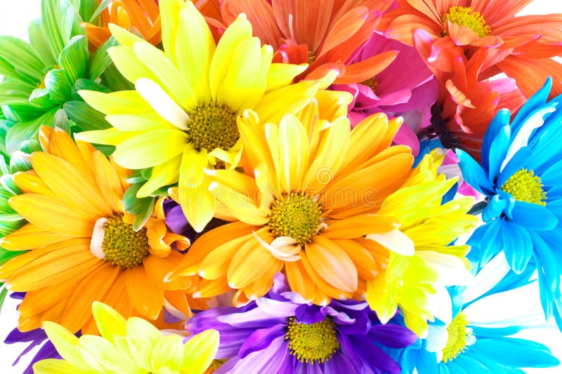 Vibrant Multicolored Daisy Bouquet Stock Image Image of macro, nature