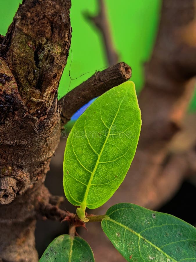 A vibrant, new green leaf unfurls against the rough, dark texture of a tree branch, set against a bright green background stock image