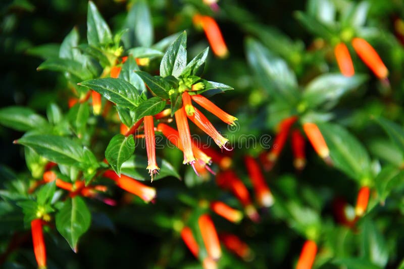 Vibrant Orange Firecracker Plant Blossoms in Sunlight royalty free stock photo