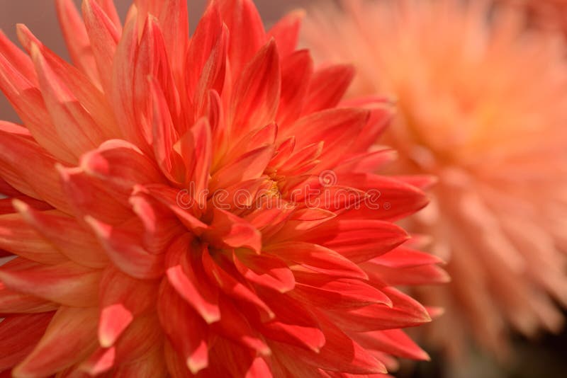Vibrant Orange Color Dahila Stock Image - Image of pink, colored: 99892517