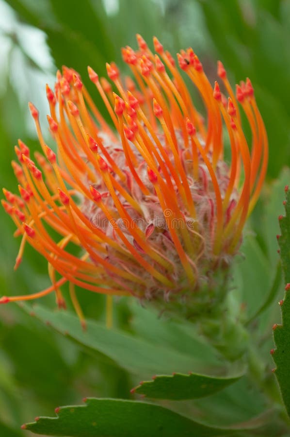 Vibrant Orange Tropical Flower Stock Image Image of relax, life 16928747