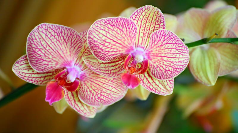 Orchids sonata stock photo. Image of beautiful, plant - 17957646