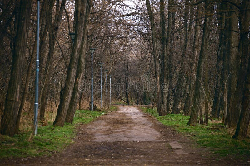 Vibrant and picturesque forest with a winding tree-lined path royalty free stock photography