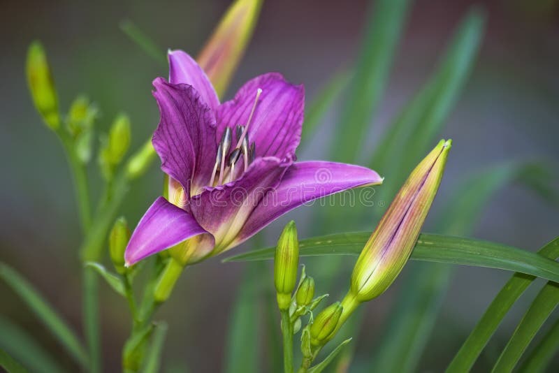 Vibrant Pink Day Lily Plant Stock Photo Image of colorful, blooming