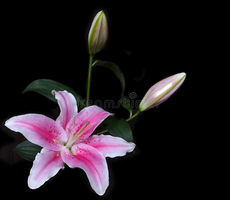 Vibrant pink lily in corner isolated on black