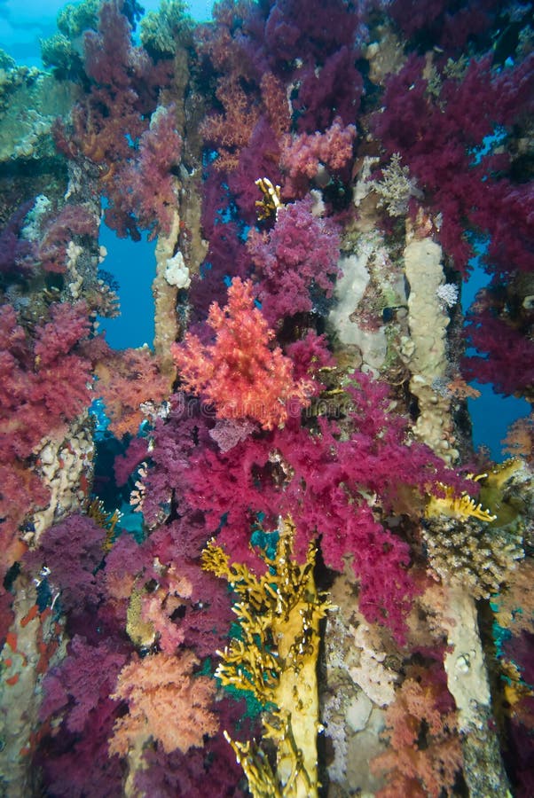 Vibrant Purple Broccoli coral