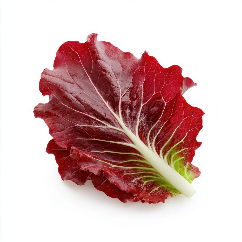 Vibrant Radicchio Leaf stock de ilustración