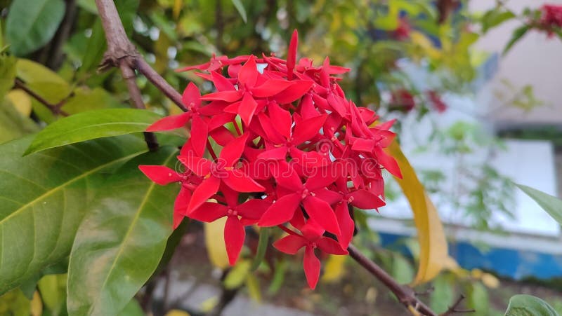 Vibrant Red Ashoka Flowers in Bloom royalty free stock photography