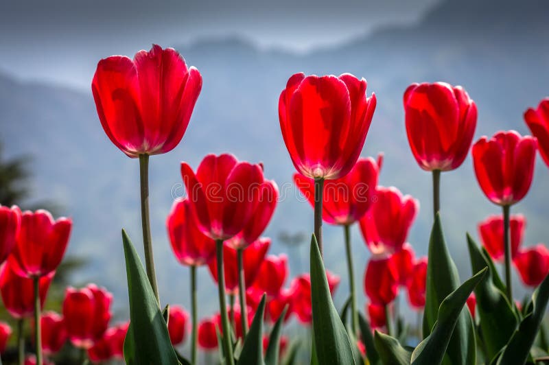 Vibrant red coloured Tulips in the famous Tulip Garden in Kashmir royalty free stock photography Vibrant red coloured Tulips in the famous Tulip Garden in Kashmir royalty free stock photography