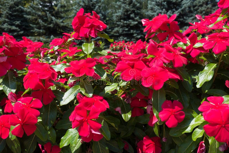Vibrant Red Flowers of Catharanthus Roseus Stock Image Image of evergreen, inflorescence