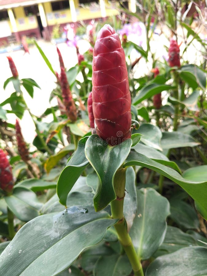 Vibrant Red Indian Head Ginger Plant stock photo