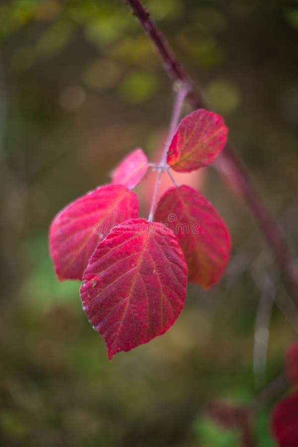 Vibrant red leaf perched atop a slender tree branch, illuminated in golden light of an autumn day stock images